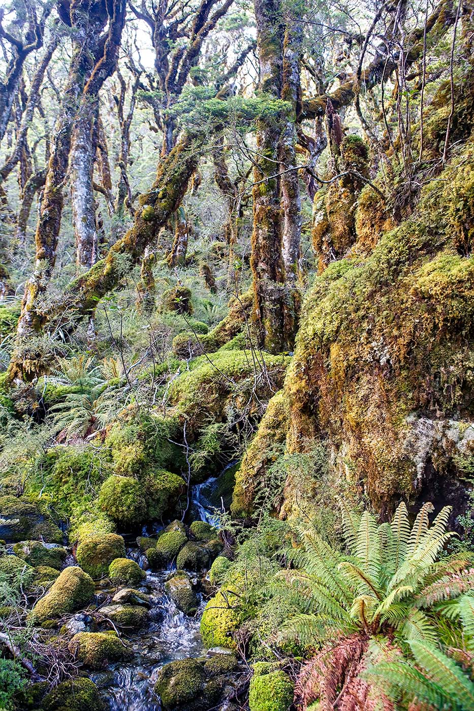 Beech Forest, New Zealand — Daniel Sockwell
