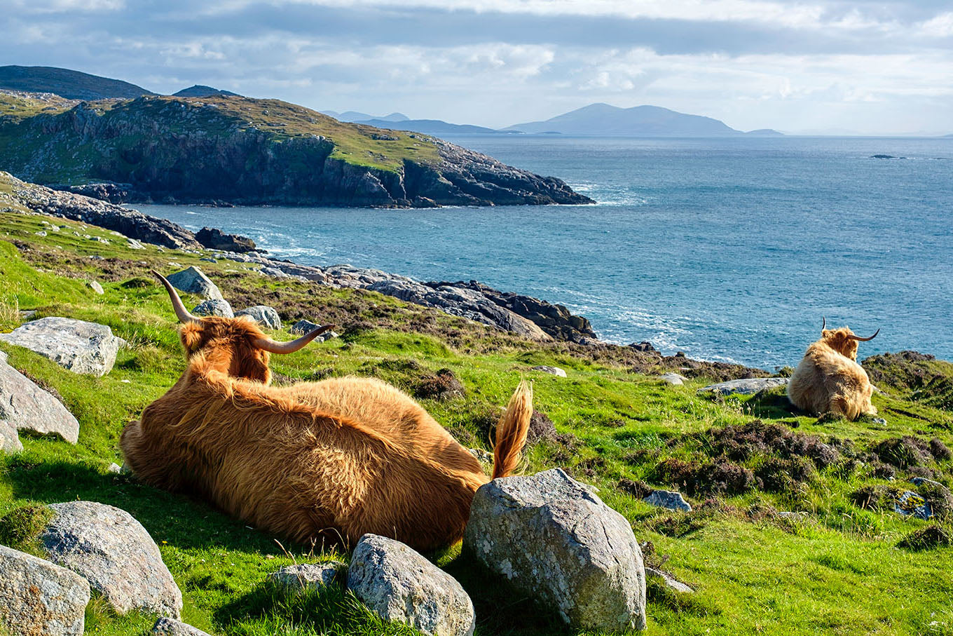 Highland Cattle, Isle of Harris — Daniel Sockwell