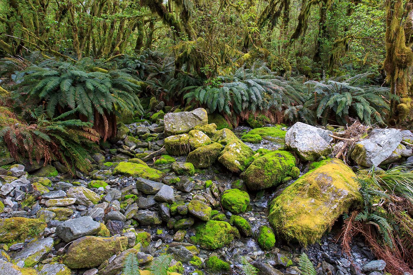 Rainforest Stream, Milford Track — Daniel Sockwell