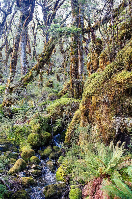 Beech Forest, New Zealand — Daniel Sockwell