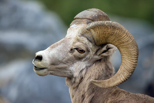 Bighorn Portrait — Daniel Sockwell