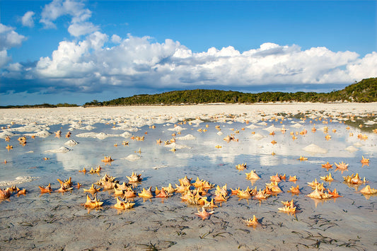 Conch Flat, Caribbean — Daniel Sockwell