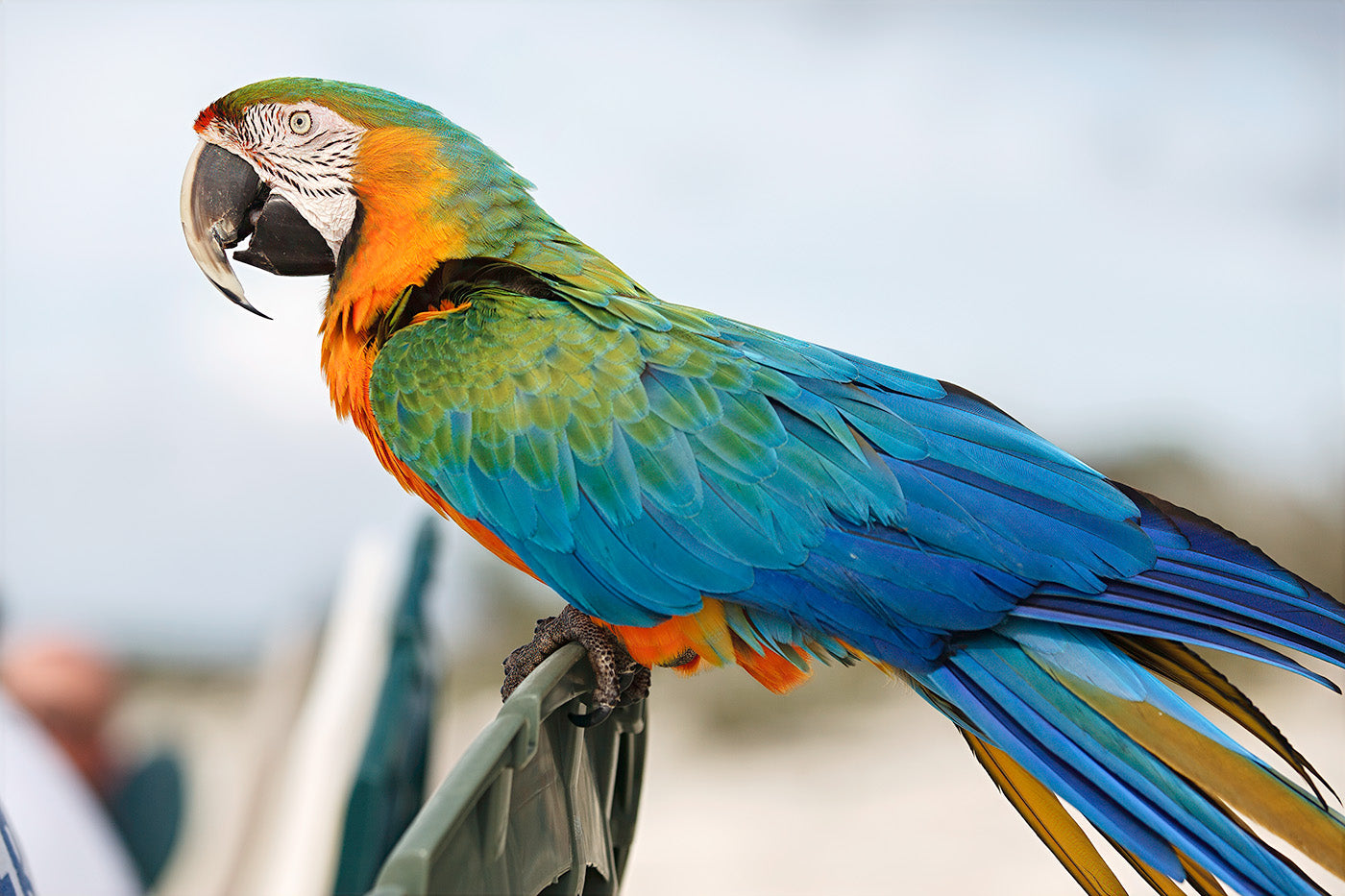 Dockside Macaw — Daniel Sockwell
