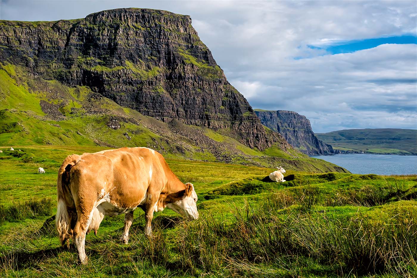 Grazing at Neist Point, Skye — Daniel Sockwell