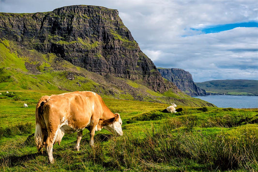 Grazing at Neist Point, Skye — Daniel Sockwell