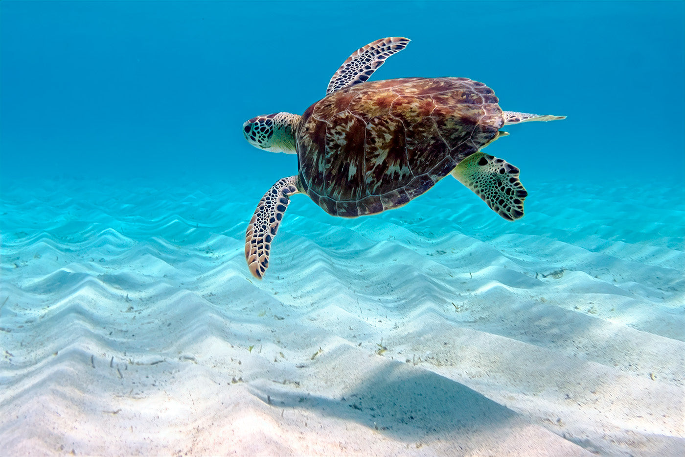 Green Turtle, Tobago Cays — Daniel Sockwell
