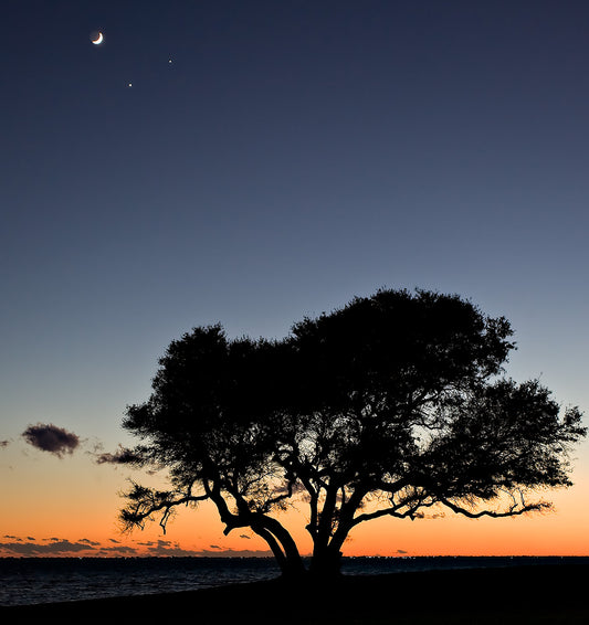 Moon, Venus, and the Big Tree — Daniel Sockwell