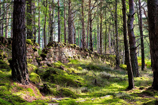Old Wall, Cairngorms — Daniel Sockwell