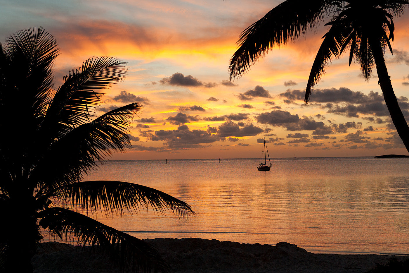 Palms at Chub Cay — Daniel Sockwell