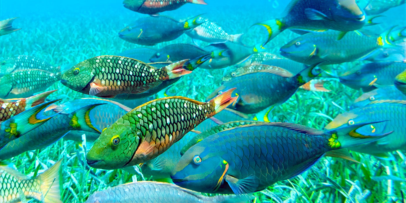 Parrotfish, BVI — Daniel Sockwell