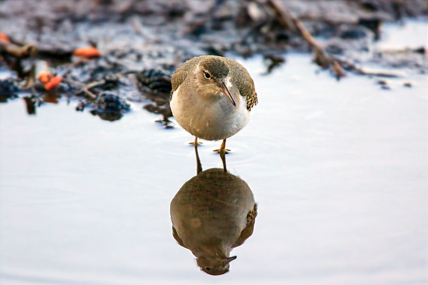 Sandpiper, Tuolumne Meadows II — Daniel Sockwell