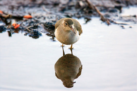 Sandpiper, Tuolumne Meadows II — Daniel Sockwell