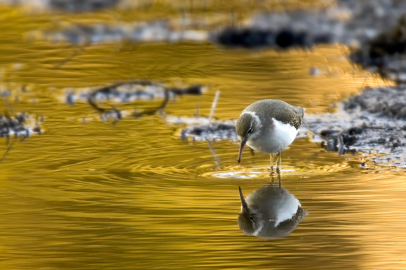 Sandpiper, Tuolumne Meadows — Daniel Sockwell