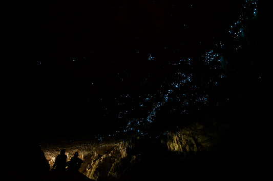 Waitomo Glowworms — Daniel Sockwell