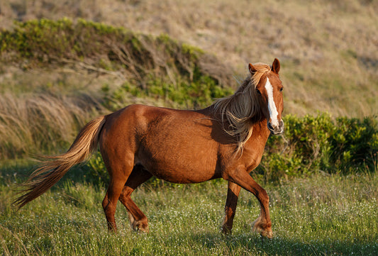 Wild Mare, Shackleford Banks — Daniel Sockwell