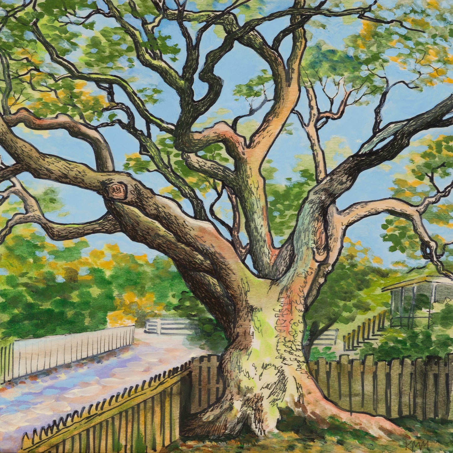 Live Oak on Howard Street — Kitty Mitchell