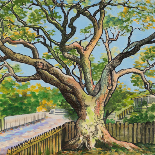 Live Oak on Howard Street — Kitty Mitchell